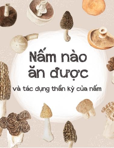 Nấm nào ăn được và tác dụng thần kỳ của nấm